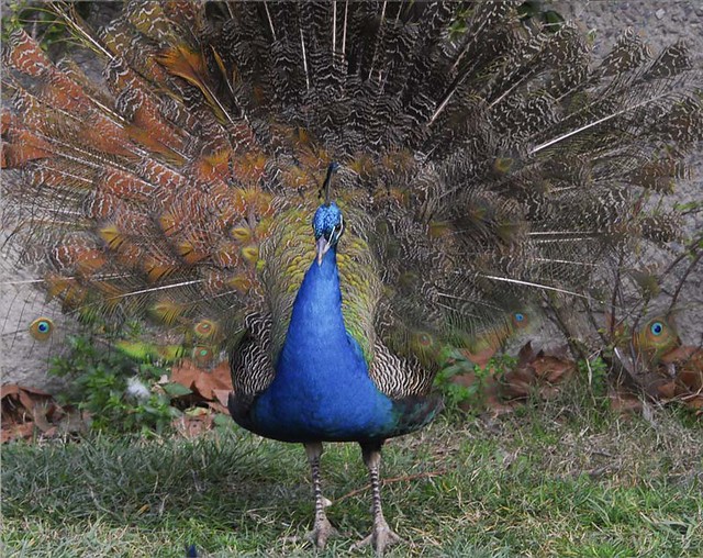 Peacock....  (Pavo Real)........(explore)