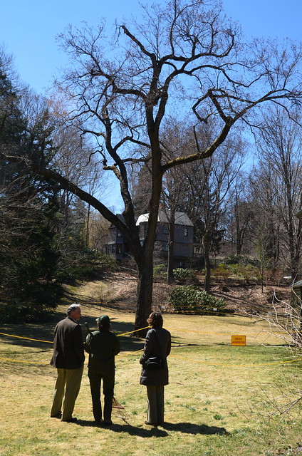 Last day for the Olmsted Elm at the Frederick Law Olmsted National Historic Site: Visitors & a park ranger admiring the tree, with KEEP OUT. HAZARDOUS TREE. sign.