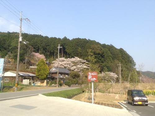 桜 2014