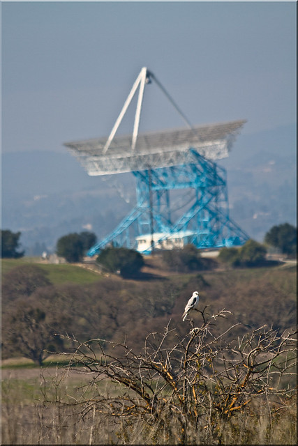 The Raptor at The Dish