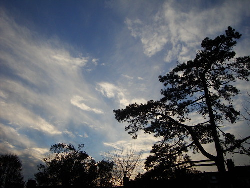 uk sky silhouette pinetree pine clouds pointandshoot compact paek davejones blakerspark sonydscw210 £100camera