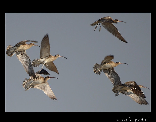 eurasian curlew's  flight