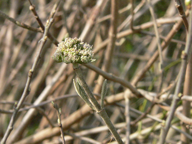 Elder flower bud