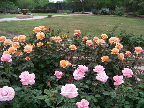 South Texas Botanical Gardens by untidytowns, Peach and pink rosesgardens botanical texas south