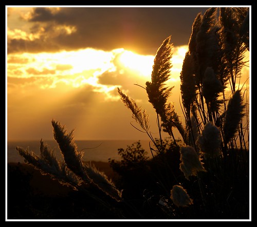 uk sunset sea england sky sun plant beach nature grass backlight clouds gold golden coast devon backlit pampassgrass woolacombe northdevon pampass