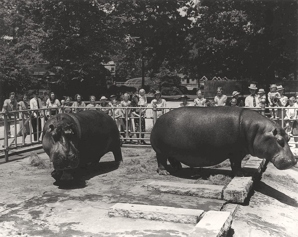 Hippos at the Memphis Zoo, 1938 | June 10, 1938 photo of the… | Flickr