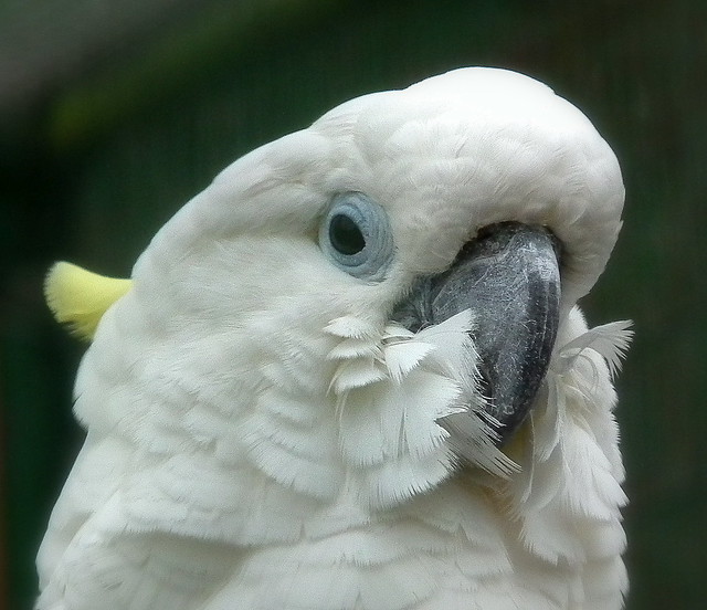 Ugly Fluffy Parrot