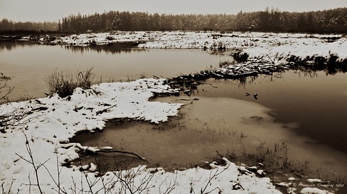 blackandwhite snow sepia marsh beaverdam sépia paysageshiver paysagessépia