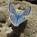 Flickr photo 'Greenish Blue butterfly (Plebejus saepiolus), Frank Church Wilderness, ID' by: Tatiana Gettelman.