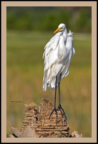 Great Egret Statue ( Explored On 3-19-11 #-187 ) Thank You All by billkominsky 