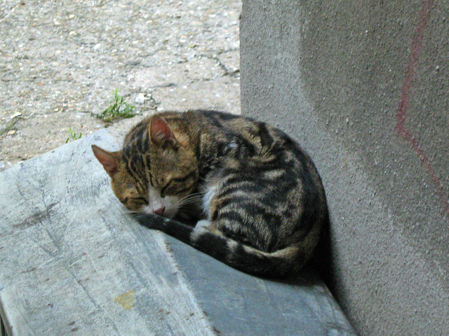 Спяща котка Русе 2007 г. Sleeping cat Ruse Bulgaria