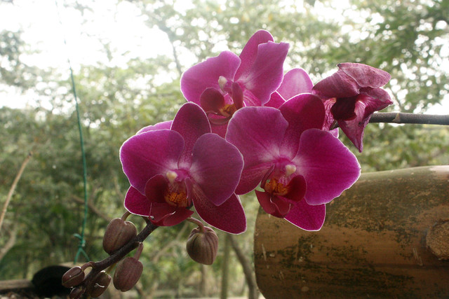 orquídeas-4