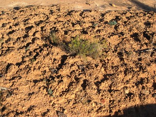 Cryptobiotic soil