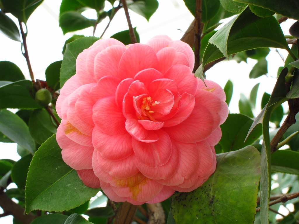 Camellia Japonica "Middlemist's Red" | Laura | Flickr