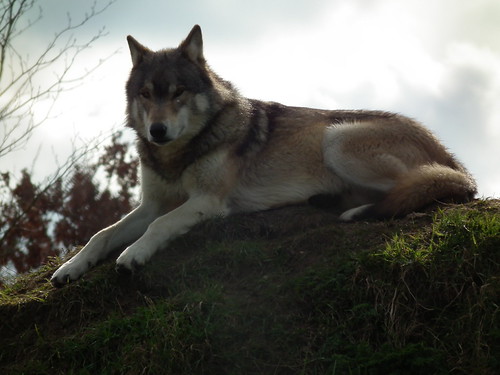 Meeting Wolves closes up | by craig wedgner