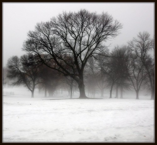 ~ Foggy Day Trees ~ by Purpletree..(Nancy Lee)
