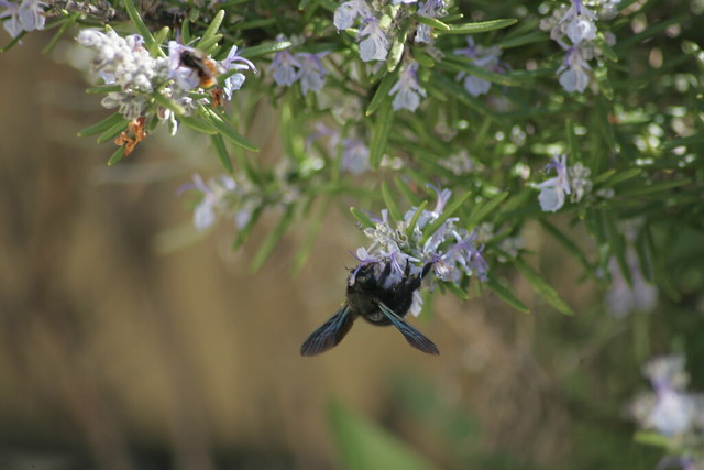 Two bees in the rosemary