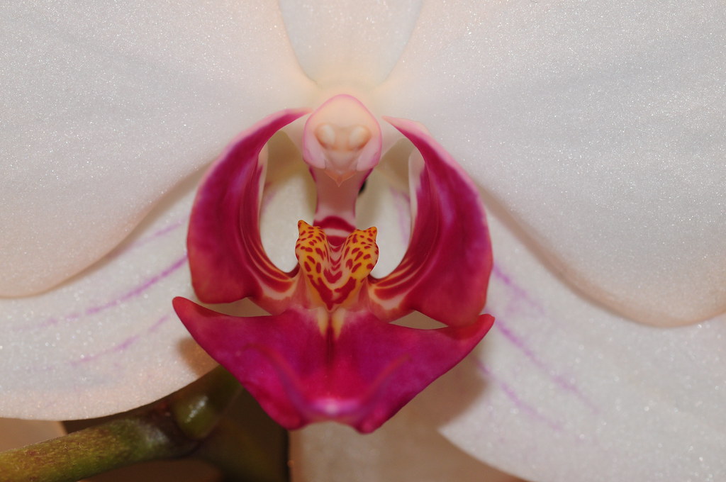 Orchidea dettaglio