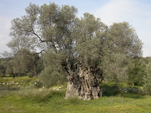 Olivenbaum nahe Kamilari …