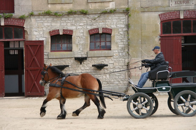 Vente de chevaux de Trait Ardennais attelés