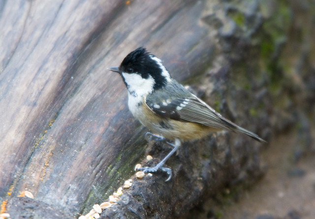 Coal Tit (Parus ater / Peripatus ater) with Crest Up at Clumber Park, Notts