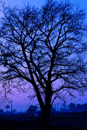 trees sunrise canon photography