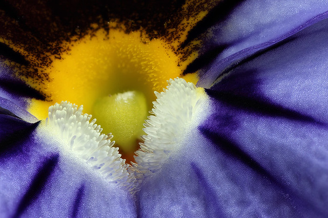 Viola flower center
