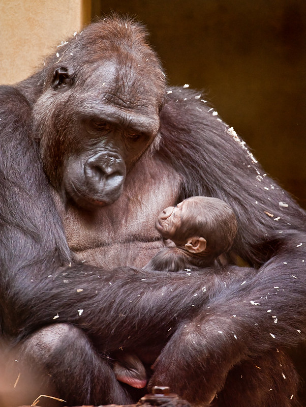 Mother gorilla with baby