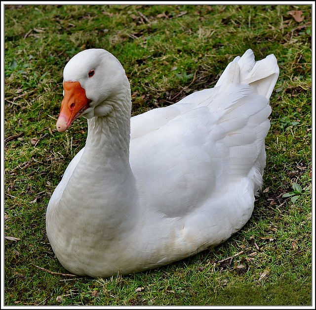 White Goose. 3. Nikon D3100. DSC_1013
