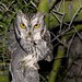 Flickr photo 'WESTERN SCREECH OWL' by: Aquila-chrysaetos.