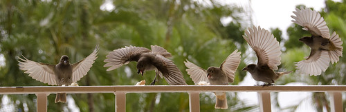 birds bread lunch wings nikon sparrow montage barbados tamarindcove d7000