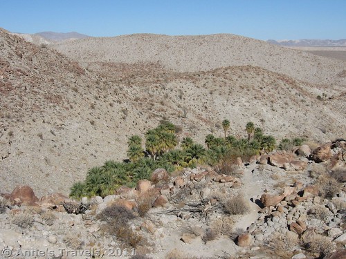 Looking down on palm trees from above, Anza-Borrego Desert State Park, California 