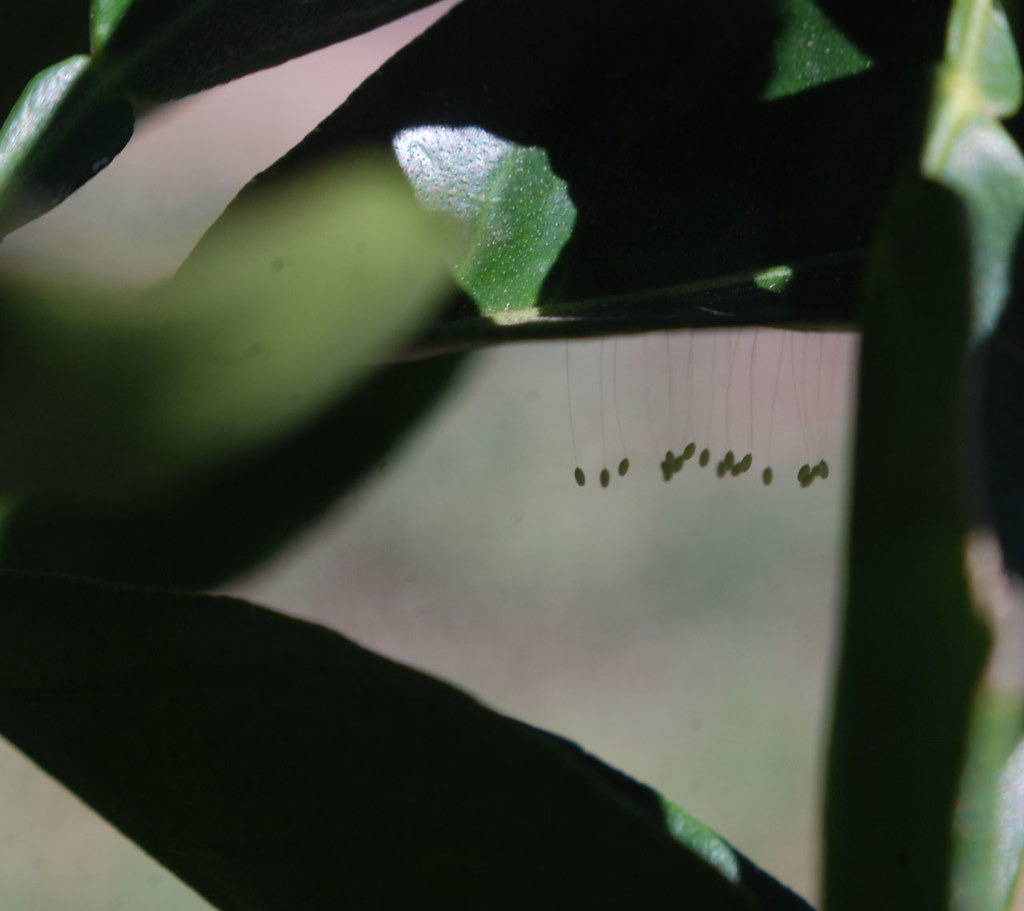 [Image: 5496474048_ca487bbd9e_b.jpg]