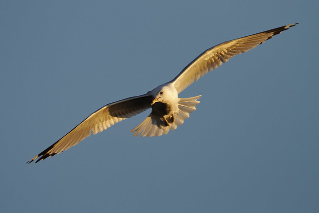 Ring-billed gull soaring in evening sun