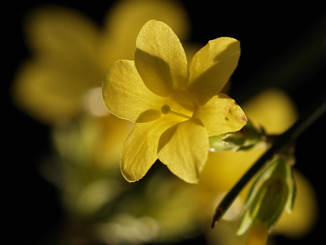 Forsythia flower