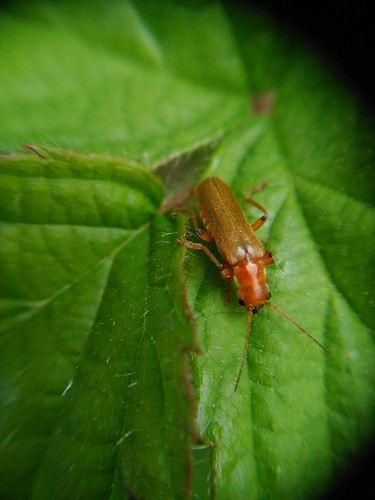 Insect | by menchuela