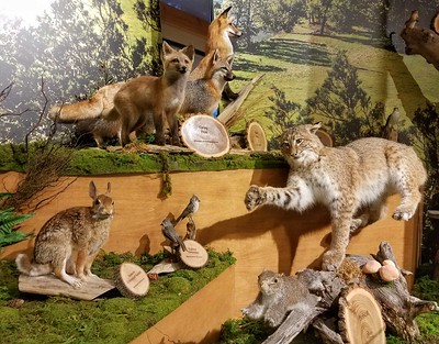 taxidermy display including foxes and bobcat