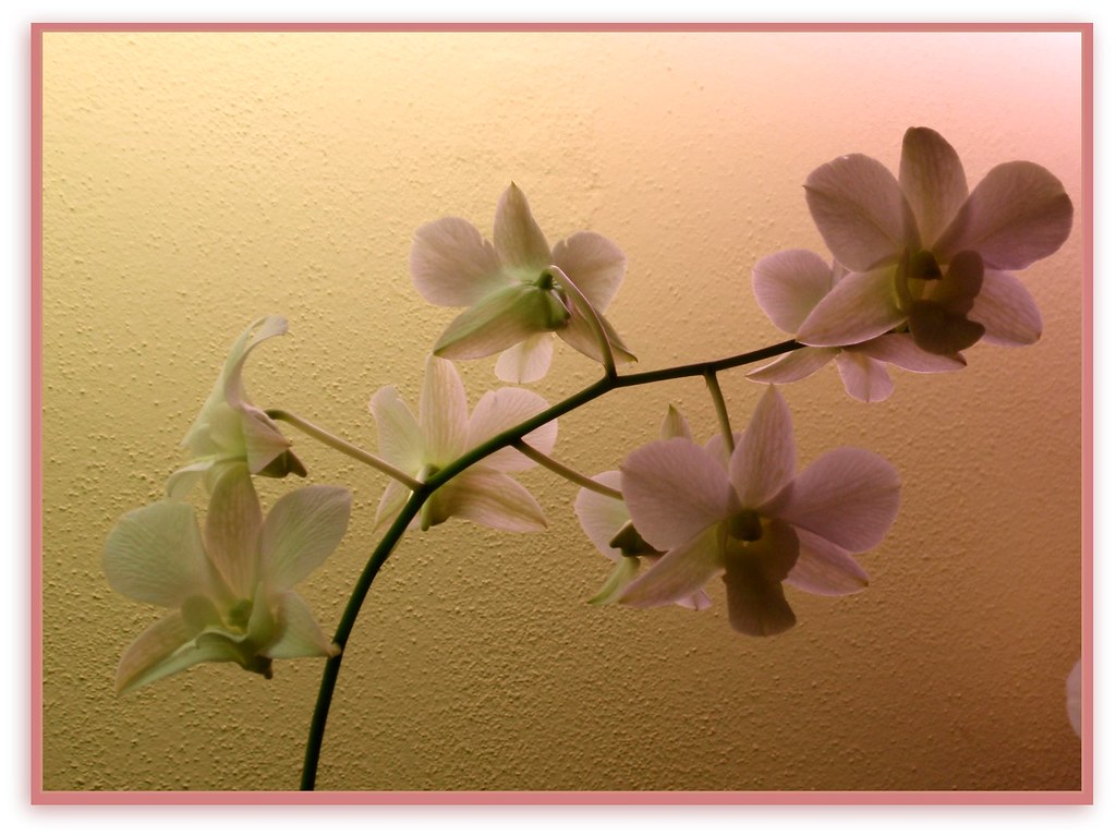 piccole orchidee by Preziosa 1 / Gabriella