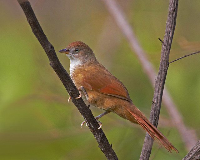 Graveteiro (Greater Thornbird)