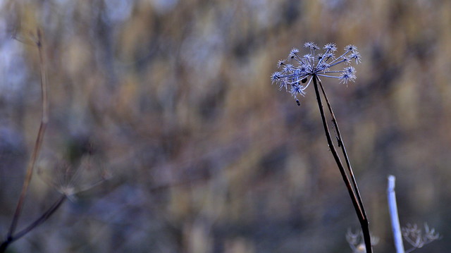 fleurs d hiver