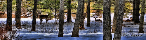 trees winter woods solitude peace hiking wildlife deer simplysuperb