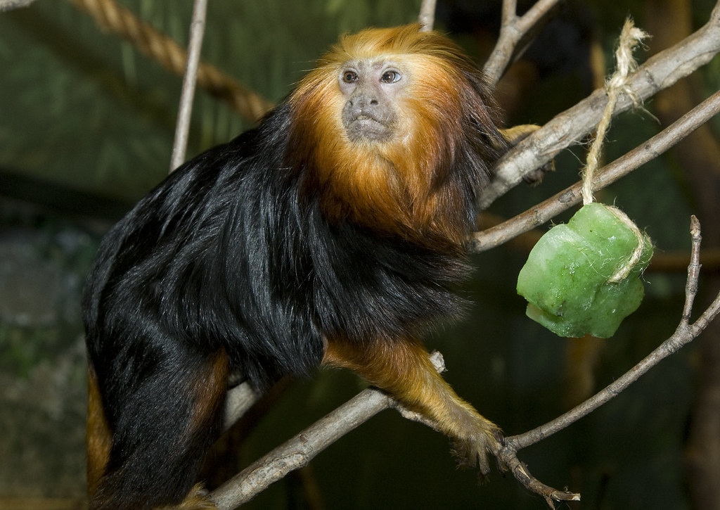 Golden-headed Lion Tamarin | With St. Patrick's Day just aro… | Flickr