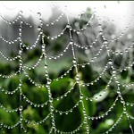 Spinnenweb na regenbui.