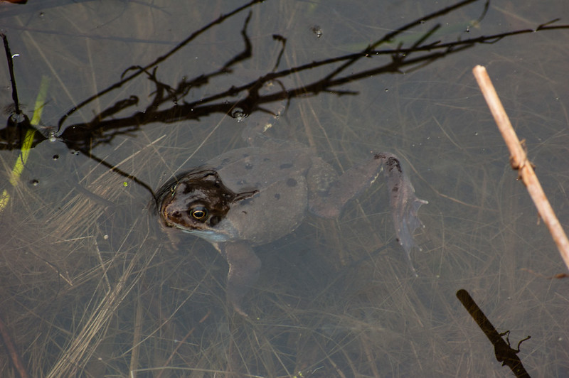 Frog swimming