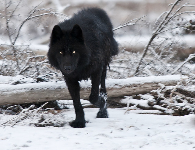 Black Wolf | A black wolf in Kootenay National Park. Same wo… | Flickr