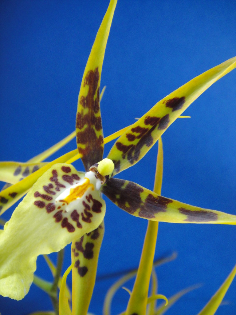 Miltassia orchid
