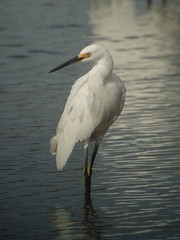 Snowy Egret, J .N. Ding Darling NWR, FL