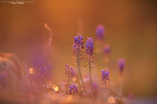 Grape Hyacinth [04.28.11] by Andrew H Wagner | AHWagner Photo