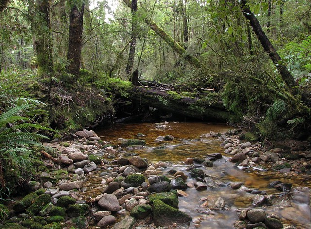 Brown Creek, West Coast NZ