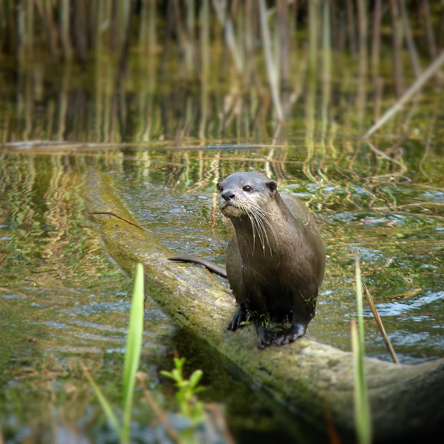 Otter spotted in the wetlands waters